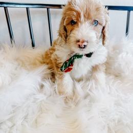 Ross - Fawn and white male Sheepadoodle puppy in Republic, Missouri from DOOD & Co