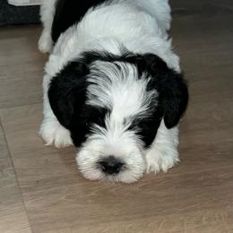Pepper - Parti female Miniature Schnauzer puppy in Port Orchard, Washington from Silver Bells Miniature Schnauzers