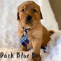 Golden Retriever Puppies from PDA Goldens