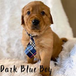 Golden Retriever Puppies from PDA Goldens