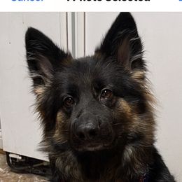 Rimmie - German Shepherd