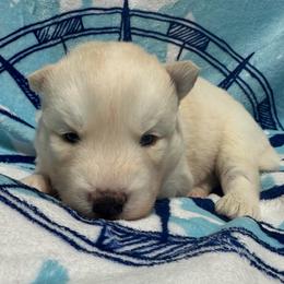 AKC Bubbles - Red and white female Siberian Husky puppy in Centreville, Maryland from Huskies By the Bay