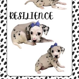 RESILIENCE - White and black female Dalmatian puppy in Waxahachie, Texas from Tiff’s Dalmatian Plantation
