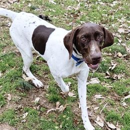 Crest - German Shorthaired Pointer