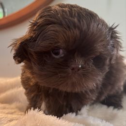 Bullet - Chocolate male Shih Tzu puppy in Covington, Georgia from Top Hats 2  Shih Tzu’s