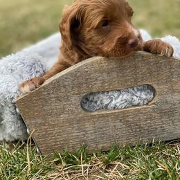 Bernedoodle and Goldendoodle Puppies from TurkeyCreek Doodles