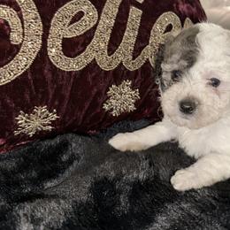 Mal-Shis, Maltese, Maltipoos, and Poodles from Joy-fur puppies