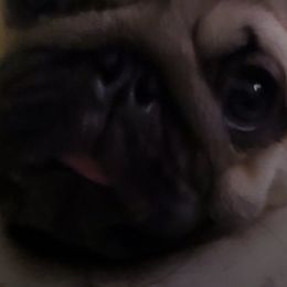 Pugs from Cloverhill