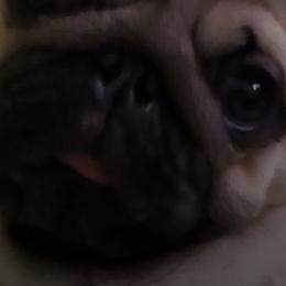 Pugs from Cloverhill