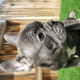 Ace - French Bulldog puppy in California from Havaneses de Santillan