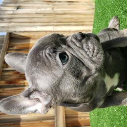 Ace - French Bulldog puppy in California from Havaneses de Santillan