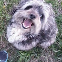 Cockapoo, Maltipoo, Morkie, and Yorkipoo Puppies from Mosaic Merle Doodles