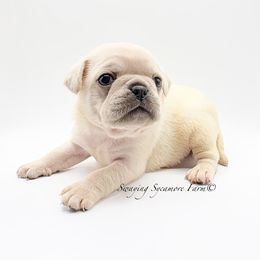 Pug and Shih Tzu Puppies from Swaying Sycamore Farm