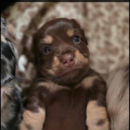 Dachshund puppies from Tiny Teckels Miniature Dachshunds
