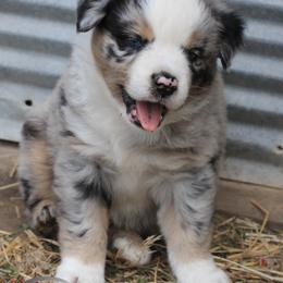 Miniature Australian Shepherd, Pembroke Welsh Corgi, and Toy Australian Shepherd Puppies from Midwest Mini/Toy Aussies