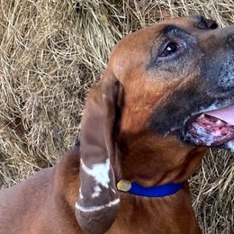 American English Coonhounds, Bluetick Coonhounds, and Redbone Coonhounds from Wetapo Creek Kennel
