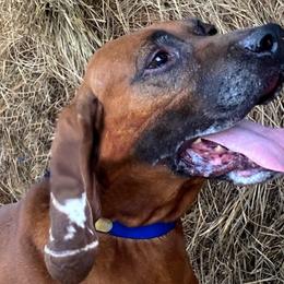 American English Coonhounds, Bluetick Coonhounds, and Redbone Coonhounds from Wetapo Creek Kennel
