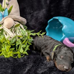Loki - Phantom male Poodle puppy in Mongomery, Texas from Celestial Jewels Poodles