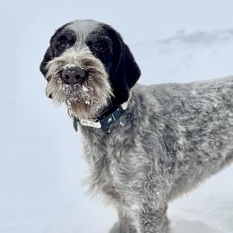 German Wirehaired Pointers from Altitude Kennel