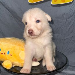 Mozzarella - White female German Shepherd puppy in Magnolia, Texas from K & Q Shepherds