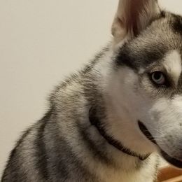 Siberian Huskies from Bradley's Huskies
