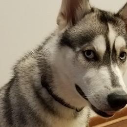 Siberian Huskies from Bradley's Huskies