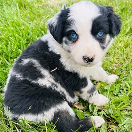 Australian Shepherds and Poodles from Massey Creek Kennels