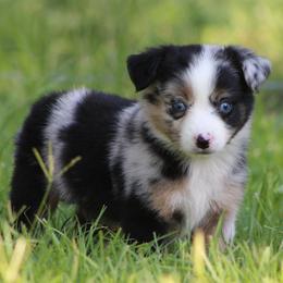 Twister - Blue merle female Miniature Australian Shepherd puppy in Quapaw, Oklahoma from Rocky Hill Aussies