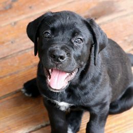 River - Black Cane Corso puppy in Overland Park, Kansas from Solterra Cane Corso