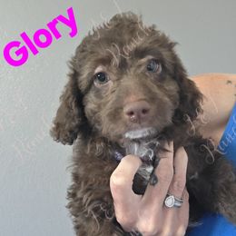 Glory - Brown and white female Aussiedoodle puppy in Loveland, Colorado from A&L Ranch Aussiedoodles