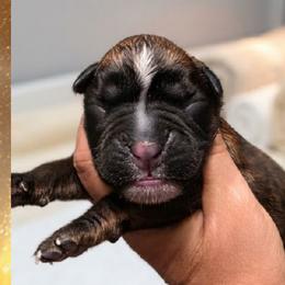 Brindle boy 5 - Brindle male Boxer puppy in Red Boiling Springs, Tennessee from Silver Rain