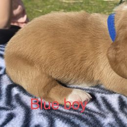 Basset Hound Puppies from 4D Farms