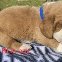 Basset Hound Puppies from 4D Farms