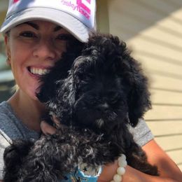 Old English Sheepdog and Sheepadoodle Puppies from Dallas Doodle Ranch