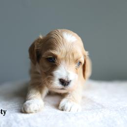 Misty - Red female Cockapoo puppy in Canastota, New York from Silver City Cockapoos