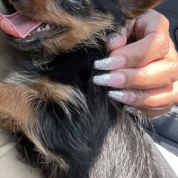 Yorkshire Terriers from Yorkies by Danner