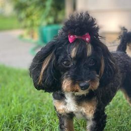 Assorted Doodle Crosses, Goldendoodles, and Poodles from The Puppy Acres