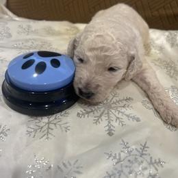 Valentino - White male Poodle puppy in Mobile, Alabama from Semmy’s Standard Poodle LLC