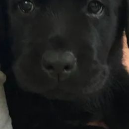 Labrador Retrievers from Diane Villa