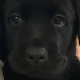 Labrador Retrievers from Diane Villa