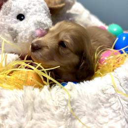 Egbert - Cream male Dachshund puppy in Statesville, North Carolina from Lakeside Dachshunds