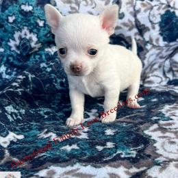 Pearl - White female Chihuahua puppy in Chino Valley, Arizona from Dachshund Family Love Breeders