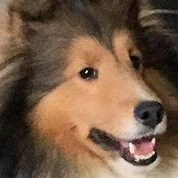 Shetland Sheepdogs from Oak Knoll