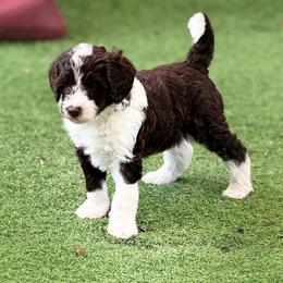 Fudge - Brown and white male Bernedoodle puppy in Royse City, Texas from Platinum Bernedoodles of Texas
