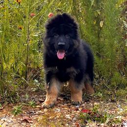 German Shepherd Puppies from Tabor Springs GSD