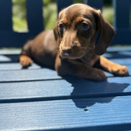 Teddie - Chocolate and tan male Dachshund puppy in Coopersburg, Pennsylvania from Barks and Burrows