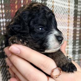 Army Green - Black and white female Bernedoodle puppy in Grandview, Texas from Big Sky Bernedoodles