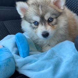 Pomsky Puppies from Under The Sea Pomskies