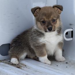 Azalea - Sable female Pembroke Welsh Corgi puppy in Pahrump, Nevada from Desert Sunset Pembroke Welsh Corgis
