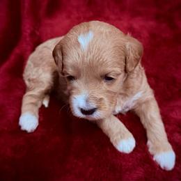 Bashful - Red  female Goldendoodle puppy in Bradenton, Florida from Christianna’s Mini Goldendoodles